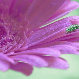 Grüner Stinkkäfer auf einer lila Gerbera von Elianne van Turennout