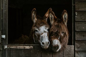 The donkeys by Huib Vintges