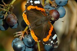 butterfly on the grape by wil spijker