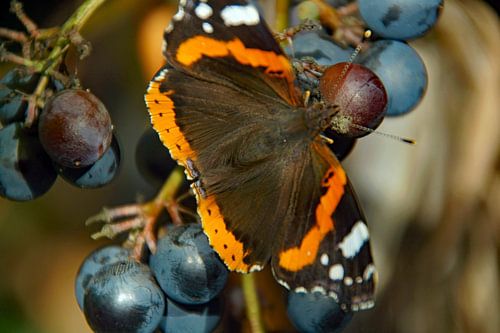vlinder op de druif