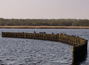 Serie Lauwersoog