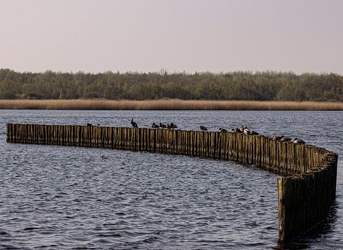 Série Lauwersoog sur Lens_en_Dier