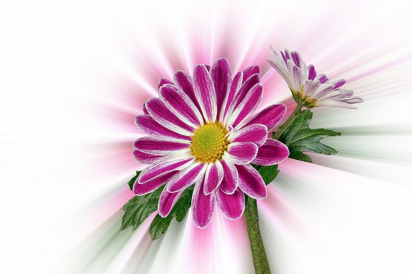 Marguerites (Leucanthemum) sur un fond abstrait par Harry Adam