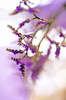 Purple Beauty