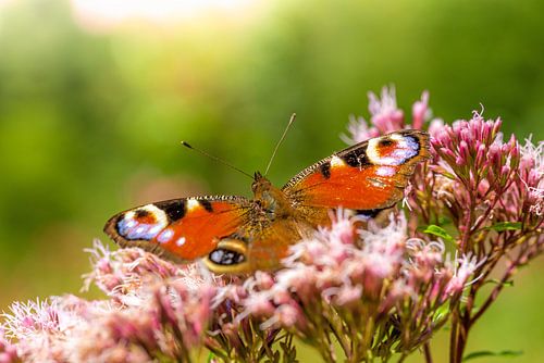 Vlinder op een bloem