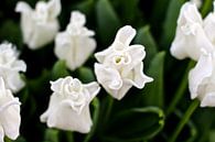 Tulipes blanches par Marianna Pobedimova Aperçu