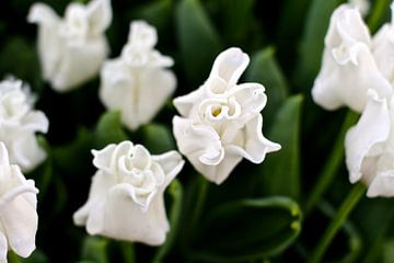 White Tulips by Marianna Pobedimova