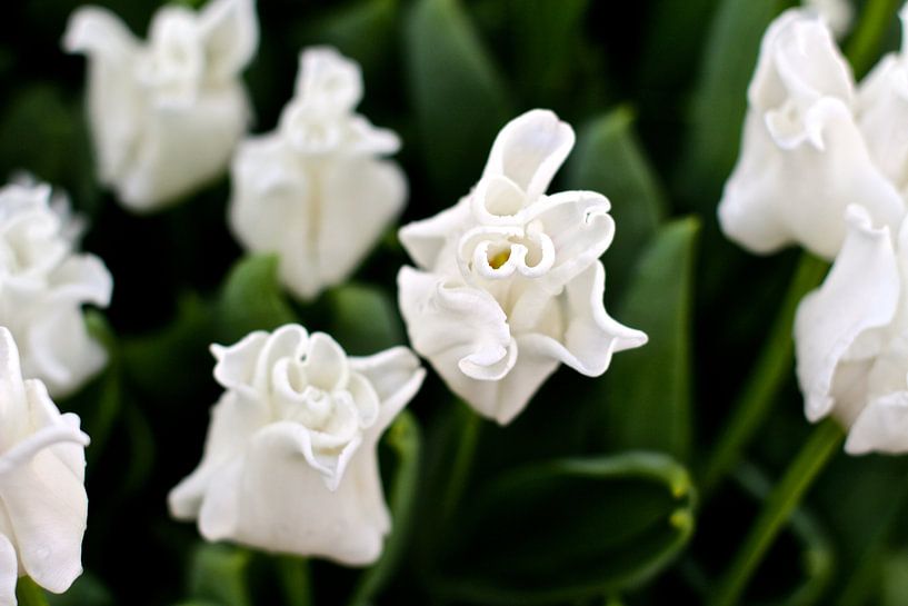Tulipes blanches par Marianna Pobedimova