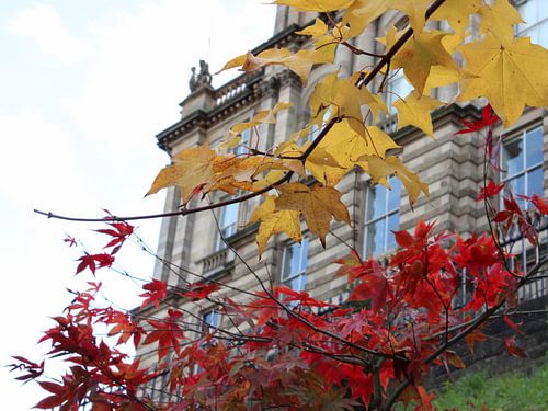 Branches with yellow and red leaves for building in Edinburgh