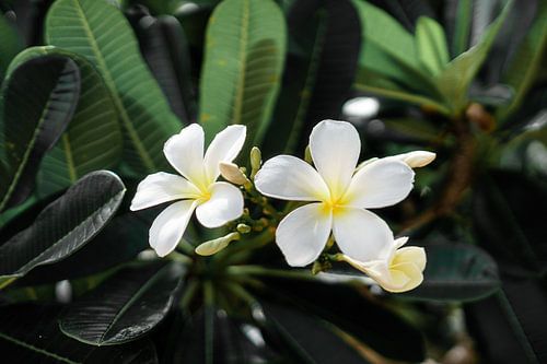 Frangipani