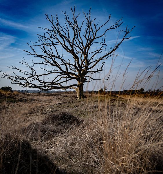 Toter Baum von Maarten van Loon