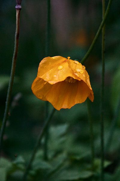 Coquelicot orange sous la pluie par foto-fantasie foto-fantasie