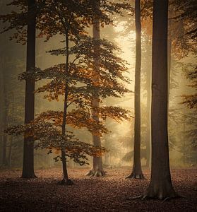 Hidden beauty sur Rob Visser