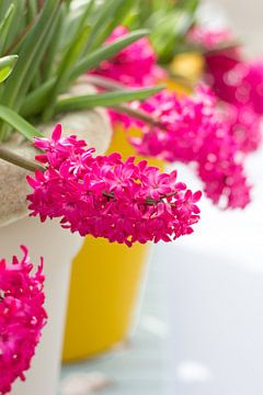 Roze hyacinten by Petra Brouwer