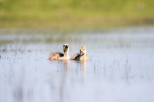 Kleine gansjes