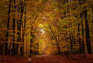 Forêt d'automne par Jeroen te Lindert Aperçu