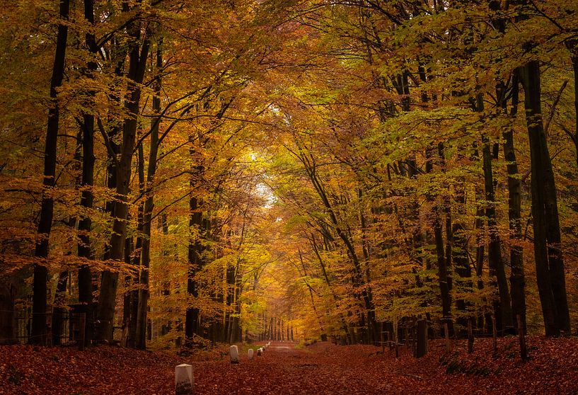 Herbstwald von Jeroen te Lindert