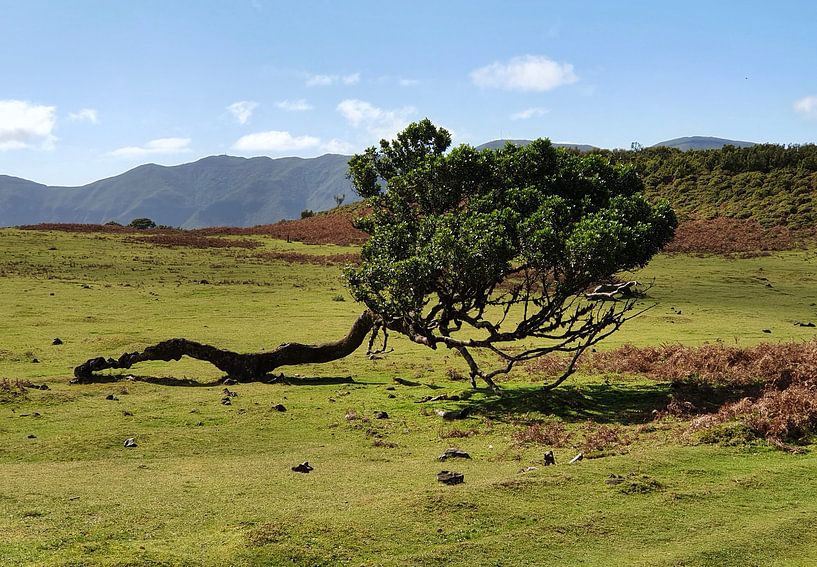 Madeira #9 by zam art