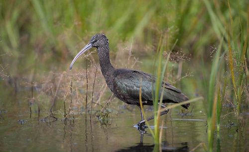 zwarte ibis