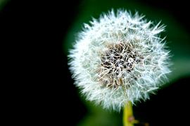 Löwenzahn von Mireille Noordermeer