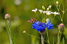 Cornflower with insect by t.ART
