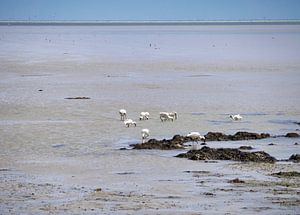 Löffler auf Terschelling