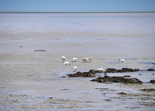 Spatules sur Terschelling