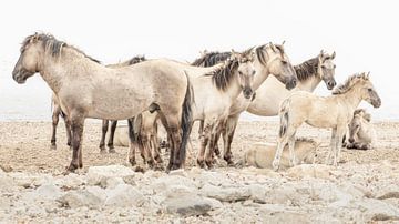 Konik paarden op strand van rivier de Waal