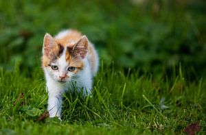 Poes in het gras op zoek naar muizen