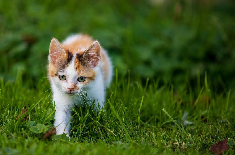 Cat in nature by Ton Tolboom