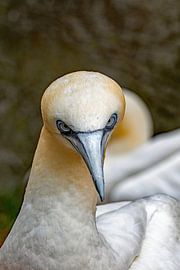Gannets at the zoo by Thomas Riess
