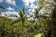 Landschaft des jungen Wassers auf der Insel Bali mit Reisfeld und Kokospalme. von Tjeerd Kruse Miniaturansicht