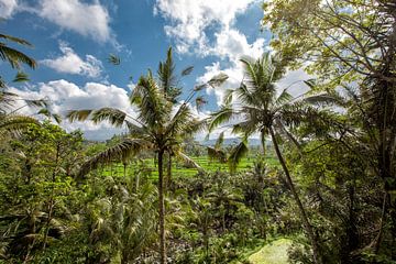 Landschaft des jungen Wassers auf der Insel Bali mit Reisfeld und Kokospalme. von Tjeerd Kruse