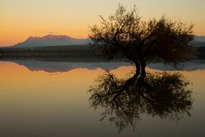 The Tree Reflection