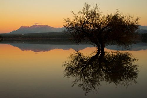 The Tree Reflection