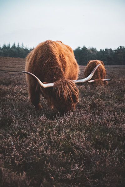 Schotse Hooglander van S van Wezep