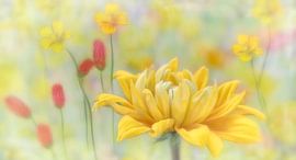 Zomer von Marie-Anne Stas