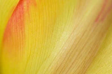 Geel met een vleugje rood van Margot van den Berg