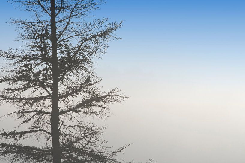 Arbre Noir by Renald Bourque