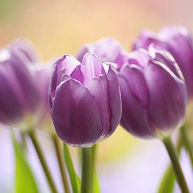 purple dancers van bob van den berg