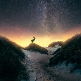 Fallow deer among the stars (Milky Way) by marco jongsma
