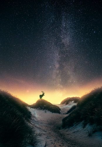 Damhert onder de sterren (Melkweg) sur marco jongsma
