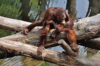 Orang utan kisses her cub