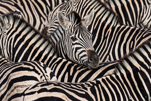 Resting Zebras Group Portrait