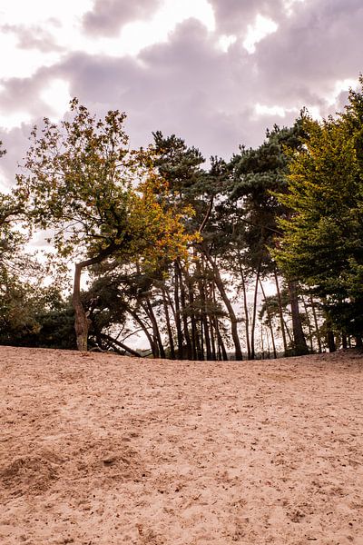 Trees on sand 3 - Loonse en Drunense Duinen von Deborah de Meijer