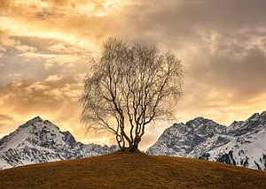 Arbre d'or