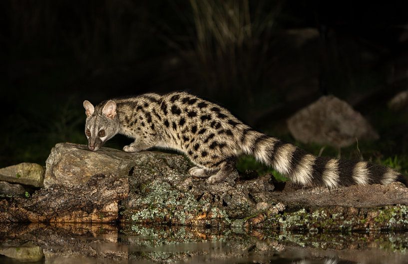Genet-Katze bei Nacht Er sieht ein bisschen aus wie eine Katze, eng verwandt mit Mungos. von Hans Hut