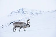 Reindeer in the snow on Spitsbergen by Martijn Smeets thumbnail