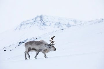 Rendier in de sneeuw op Spitsbergen van Martijn Smeets