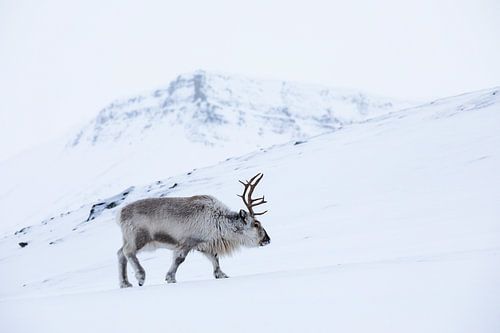 Reindeer in the snow on Spitsbergen